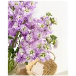 Light Purple Violet